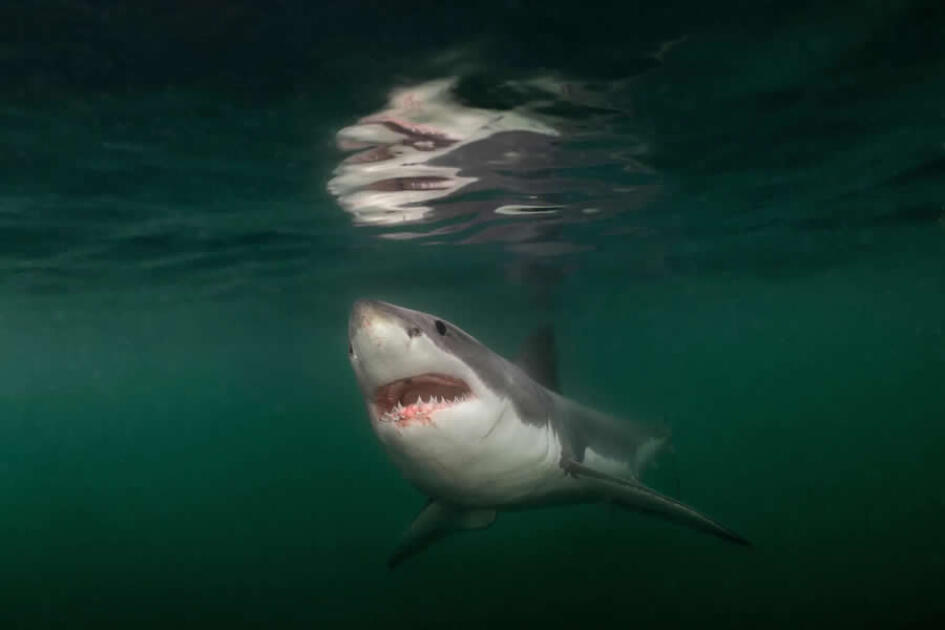 National Geographic представил лучшие кадры 2025 года