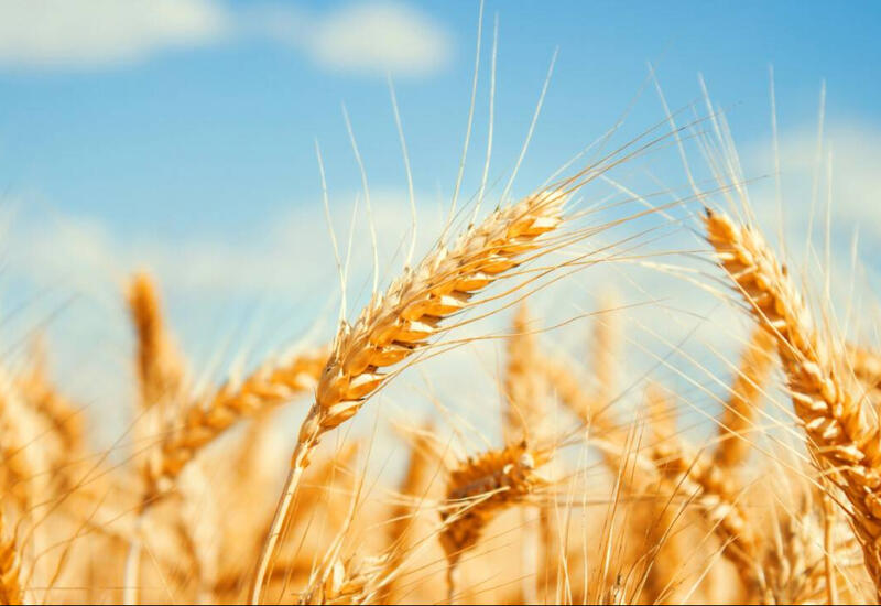 Поставки зерна из Казахстана в Азербайджан растут
