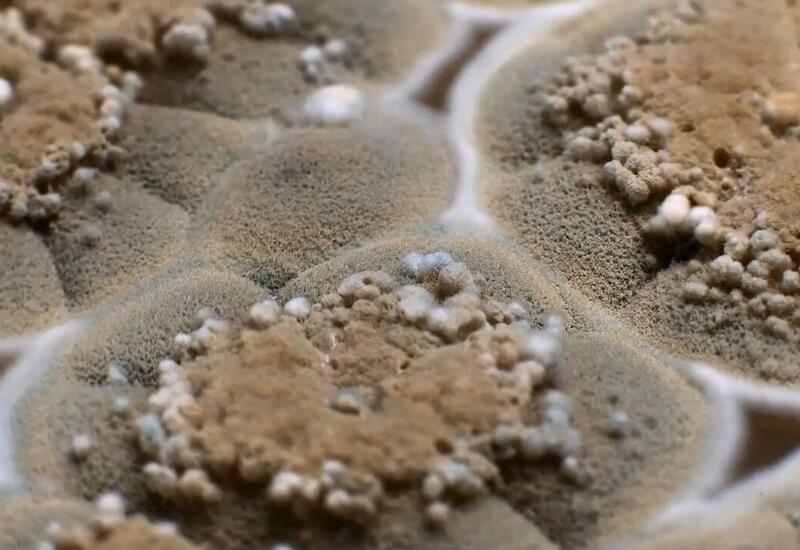 Evdə nəmlik və kifə qarşı 7 effektli bitki