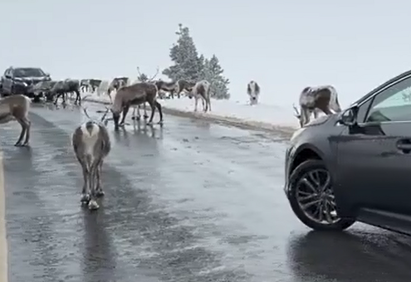 В Шотландии стадо оленей перекрыло движение на дороге