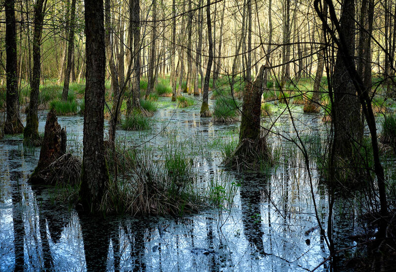 Разгадана тайна болот возрастом 15 тыс. лет