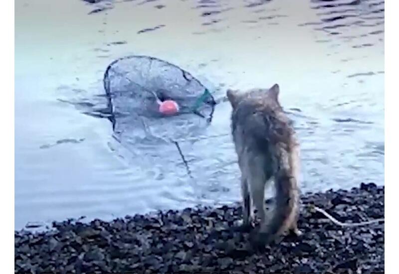 В Канаде дикие волки научились ловить рыбу сетью