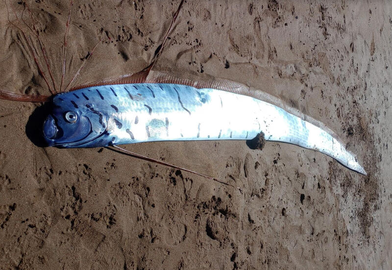 В Австралии на берег выбросилась гигантская рыба Судного дня