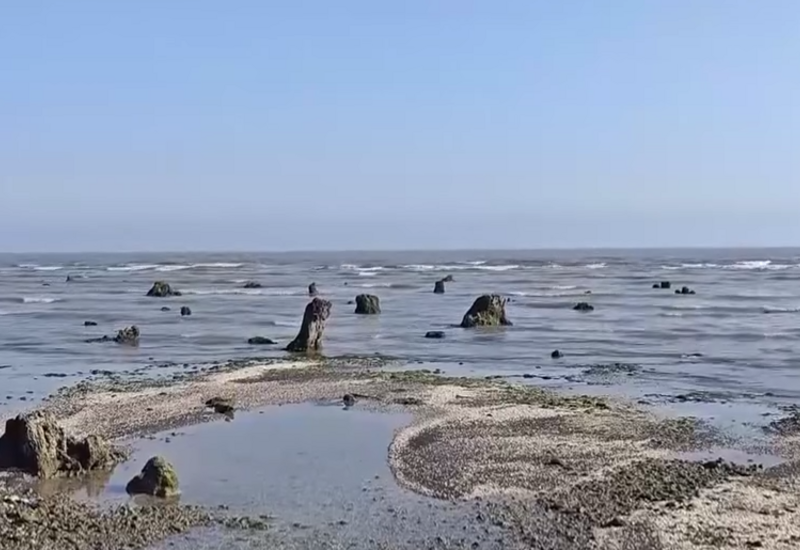 Azərbaycanda dəniz geri çəkildi, meşə zolağı ortaya çıxdı