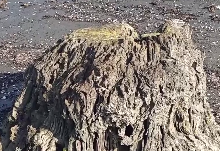 Azərbaycanda dəniz geri çəkildi, meşə zolağı ortaya çıxdı