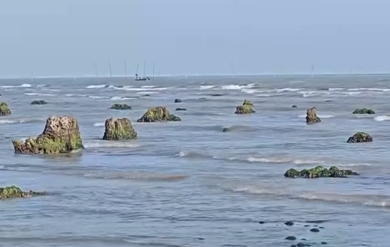 Azərbaycanda dəniz geri çəkildi, meşə zolağı ortaya çıxdı