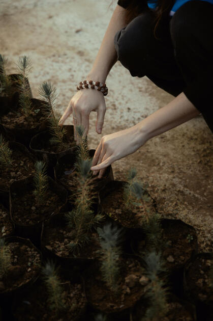 Leyla Əliyeva, Arzu Əliyeva və Alena Əliyeva Lənkəranda ekoloji aksiyalarda iştirak ediblər