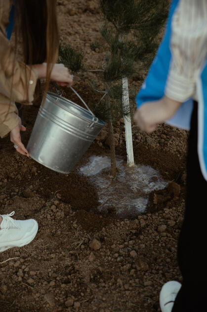 Leyla Əliyeva, Arzu Əliyeva və Alena Əliyeva Lənkəranda ekoloji aksiyalarda iştirak ediblər