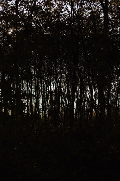 Leyla Əliyeva, Arzu Əliyeva və Alena Əliyeva Lənkəranda ekoloji aksiyalarda iştirak ediblər