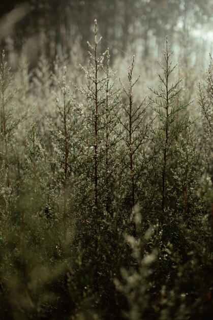 Leyla Əliyeva, Arzu Əliyeva və Alena Əliyeva Lənkəranda ekoloji aksiyalarda iştirak ediblər