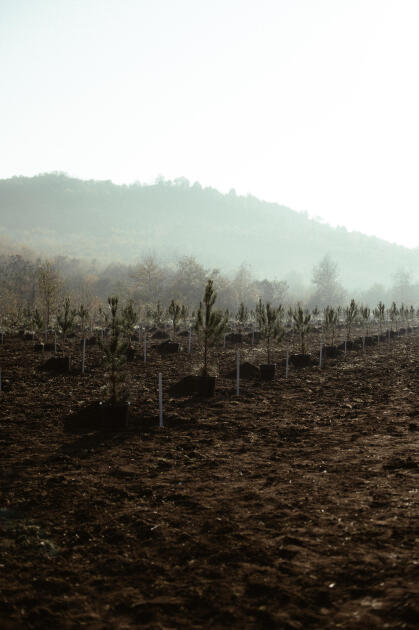 Leyla Əliyeva, Arzu Əliyeva və Alena Əliyeva Lənkəranda ekoloji aksiyalarda iştirak ediblər