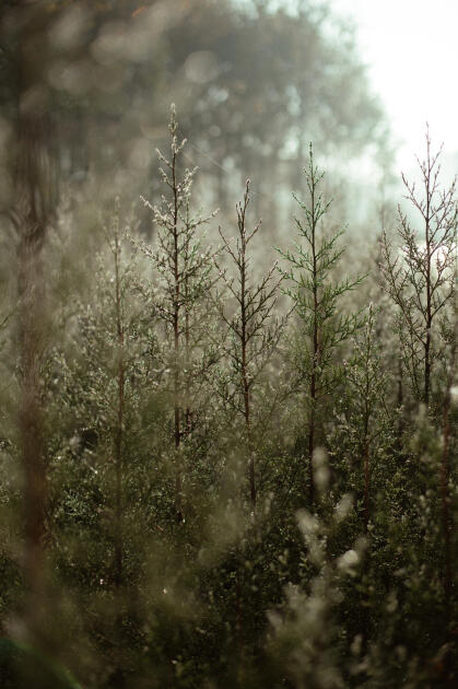 Leyla Əliyeva, Arzu Əliyeva və Alena Əliyeva Lənkəranda ekoloji aksiyalarda iştirak ediblər