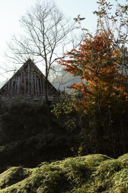 Leyla Əliyeva, Arzu Əliyeva və Alena Əliyeva Lənkəranda ekoloji aksiyalarda iştirak ediblər