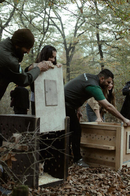 Leyla Əliyeva, Arzu Əliyeva və Alena Əliyeva Lənkəranda ekoloji aksiyalarda iştirak ediblər