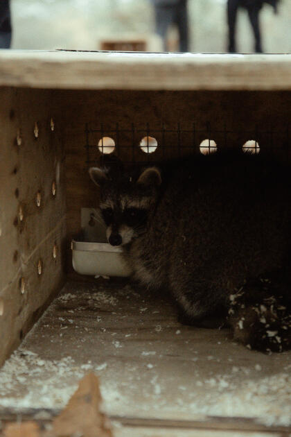 Leyla Əliyeva, Arzu Əliyeva və Alena Əliyeva Lənkəranda ekoloji aksiyalarda iştirak ediblər