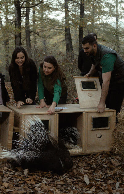 Leyla Əliyeva, Arzu Əliyeva və Alena Əliyeva Lənkəranda ekoloji aksiyalarda iştirak ediblər