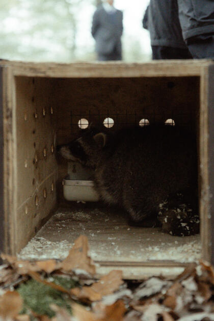 Leyla Əliyeva, Arzu Əliyeva və Alena Əliyeva Lənkəranda ekoloji aksiyalarda iştirak ediblər