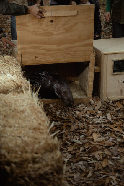 Leyla Əliyeva, Arzu Əliyeva və Alena Əliyeva Lənkəranda ekoloji aksiyalarda iştirak ediblər