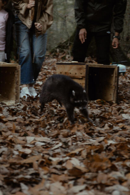 Leyla Əliyeva, Arzu Əliyeva və Alena Əliyeva Lənkəranda ekoloji aksiyalarda iştirak ediblər