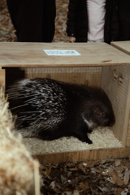 Leyla Əliyeva, Arzu Əliyeva və Alena Əliyeva Lənkəranda ekoloji aksiyalarda iştirak ediblər