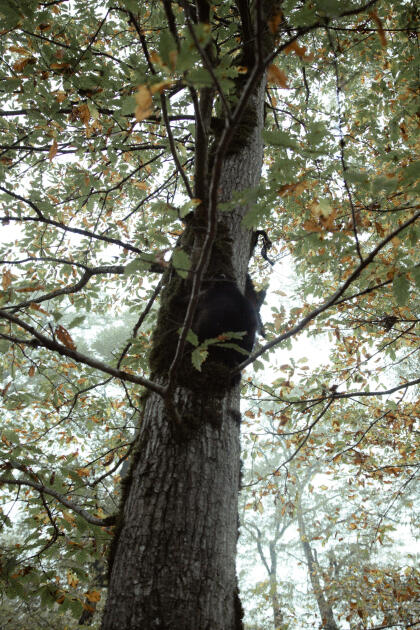 Leyla Əliyeva, Arzu Əliyeva və Alena Əliyeva Lənkəranda ekoloji aksiyalarda iştirak ediblər