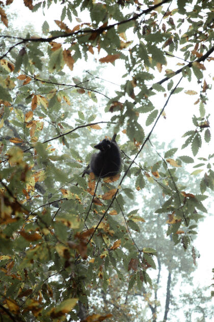 Leyla Əliyeva, Arzu Əliyeva və Alena Əliyeva Lənkəranda ekoloji aksiyalarda iştirak ediblər