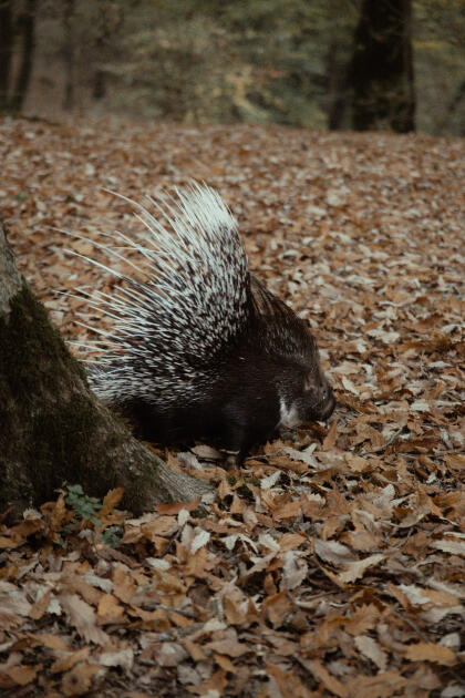 Leyla Əliyeva, Arzu Əliyeva və Alena Əliyeva Lənkəranda ekoloji aksiyalarda iştirak ediblər
