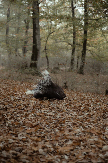 Leyla Əliyeva, Arzu Əliyeva və Alena Əliyeva Lənkəranda ekoloji aksiyalarda iştirak ediblər