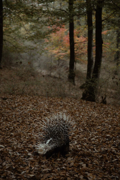 Leyla Əliyeva, Arzu Əliyeva və Alena Əliyeva Lənkəranda ekoloji aksiyalarda iştirak ediblər