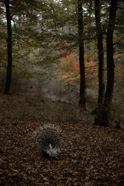 Leyla Əliyeva, Arzu Əliyeva və Alena Əliyeva Lənkəranda ekoloji aksiyalarda iştirak ediblər