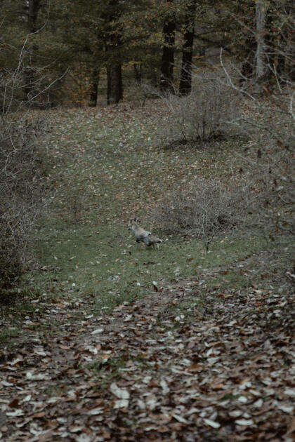 Leyla Əliyeva, Arzu Əliyeva və Alena Əliyeva Lənkəranda ekoloji aksiyalarda iştirak ediblər