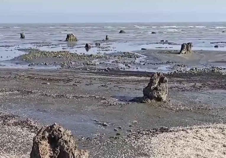 Azərbaycanda dəniz geri çəkildi, meşə zolağı ortaya çıxdı