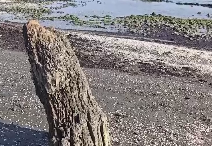 Azərbaycanda dəniz geri çəkildi, meşə zolağı ortaya çıxdı