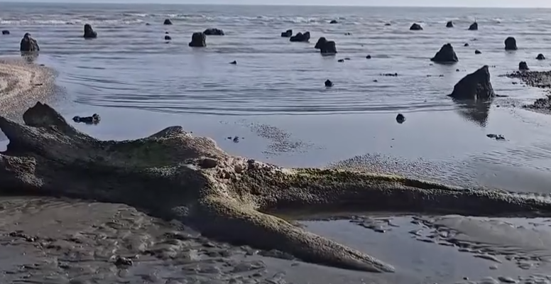 Azərbaycanda dəniz geri çəkildi, meşə zolağı ortaya çıxdı