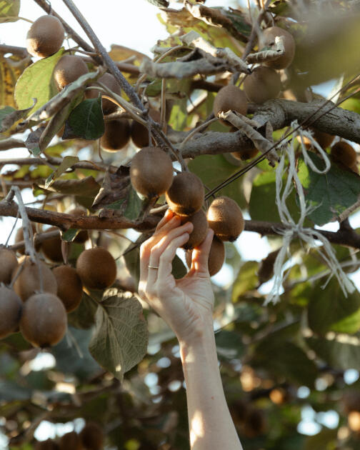 Leyla Əliyeva, Arzu Əliyeva və Alena Əliyeva Lənkəranda fermer təsərrüfatı ilə tanış olublar