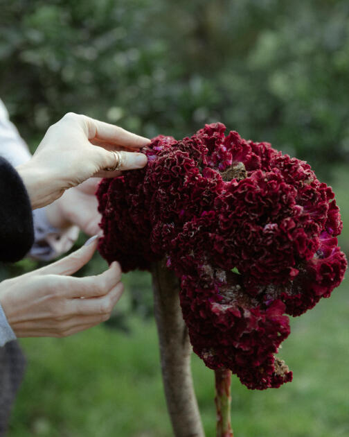 Leyla Əliyeva, Arzu Əliyeva və Alena Əliyeva Lənkəranda fermer təsərrüfatı ilə tanış olublar