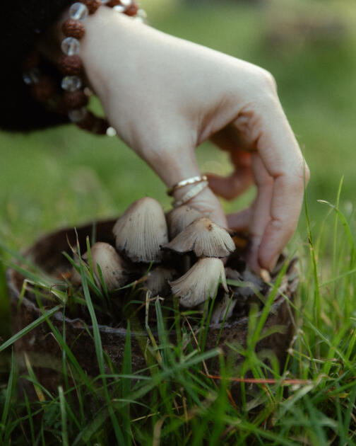 Leyla Əliyeva, Arzu Əliyeva və Alena Əliyeva Lənkəranda fermer təsərrüfatı ilə tanış olublar