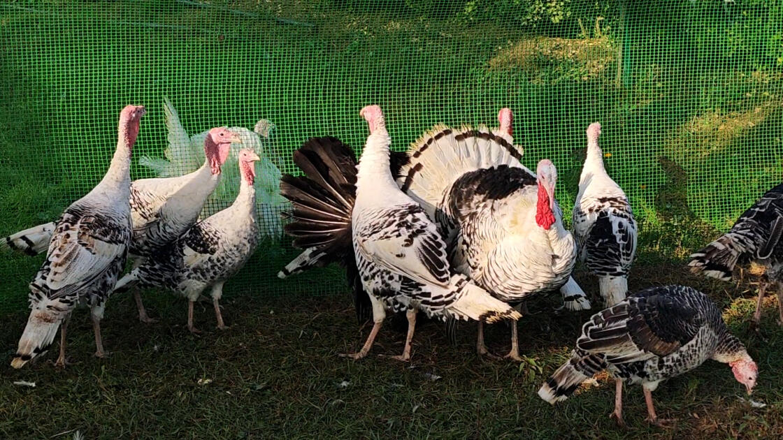 Biləsuvarda 5-ci "Hind quşu festivalı" keçirilib