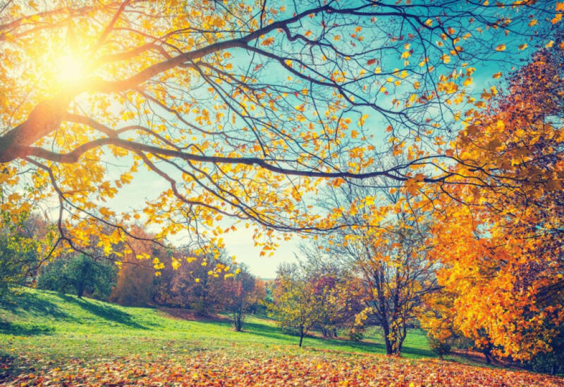 Какой будет погода в Баку 25 ноября?