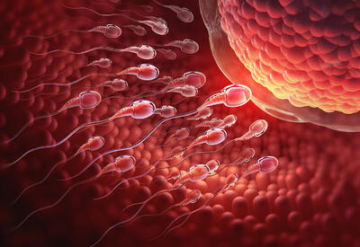 Ученые предупредили об опасности получения яйцеклеток из кожи