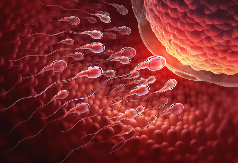Ученые предупредили об опасности получения яйцеклеток из кожи