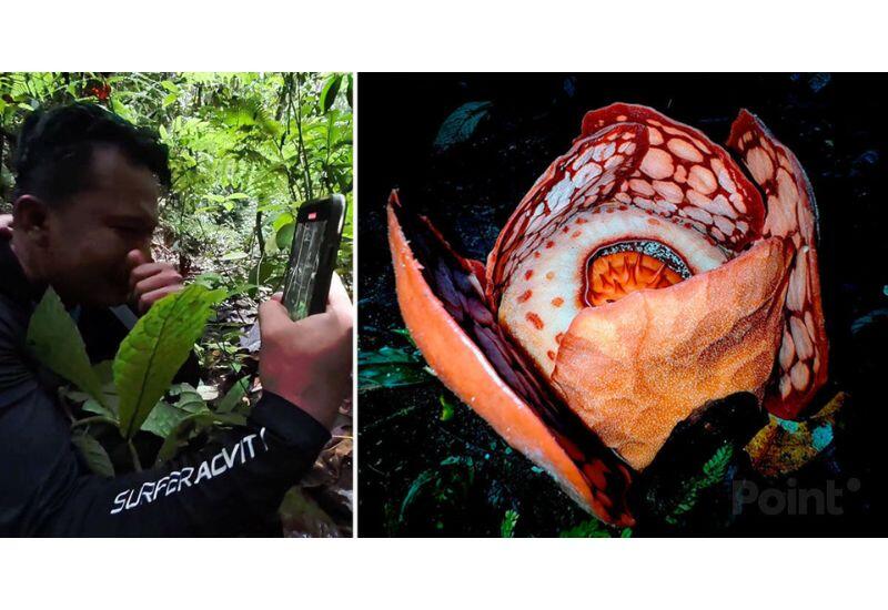 Ученые нашли самый редкий в мире цветок