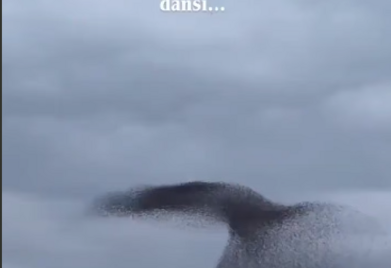 Танец скворцов в небе Анкары