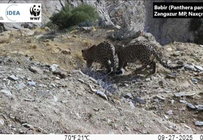 WWF опубликовало в соцсетях редкие кадры леопардов из Зангезурского нацпарка