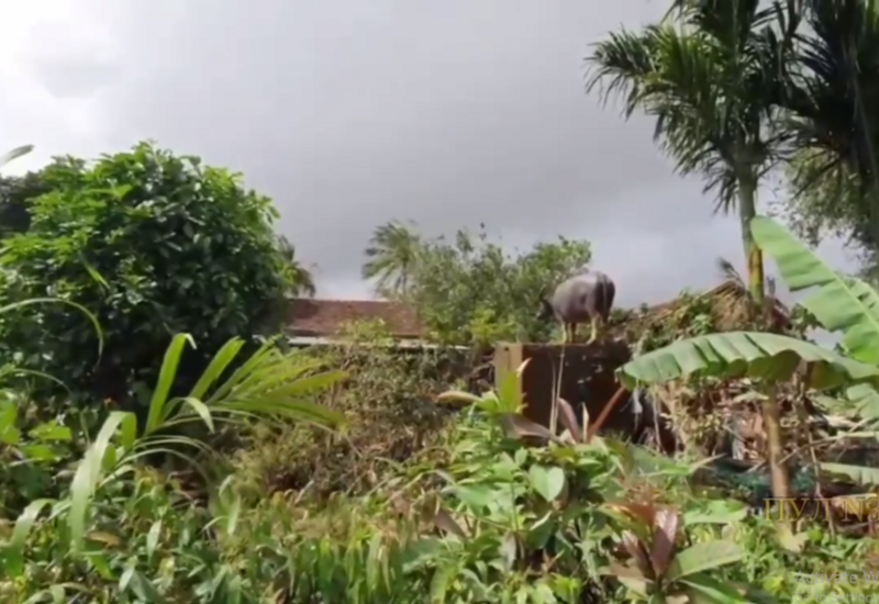 Во Вьетнаме буйвола занесло потоком воды на крышу дома