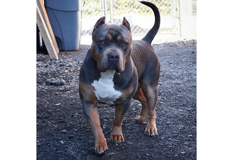 В США прославился пес с самой огромной головой в мире