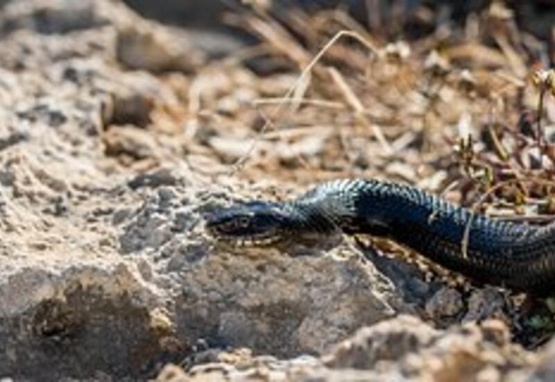 На Бали не смогли спасти туриста после укуса змеи