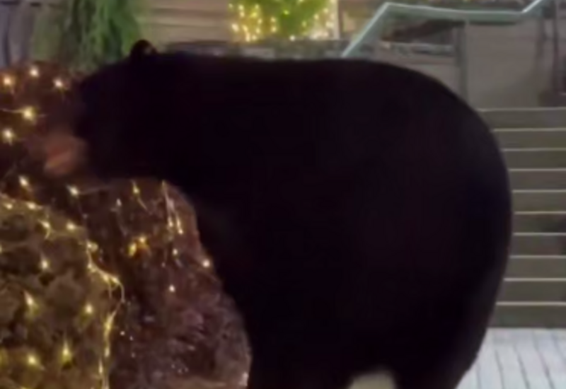 Черного медведя заметили в ТЦ перед Рождеством