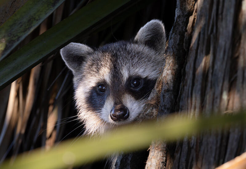 Еноты вступили в фазу самодомашнивания