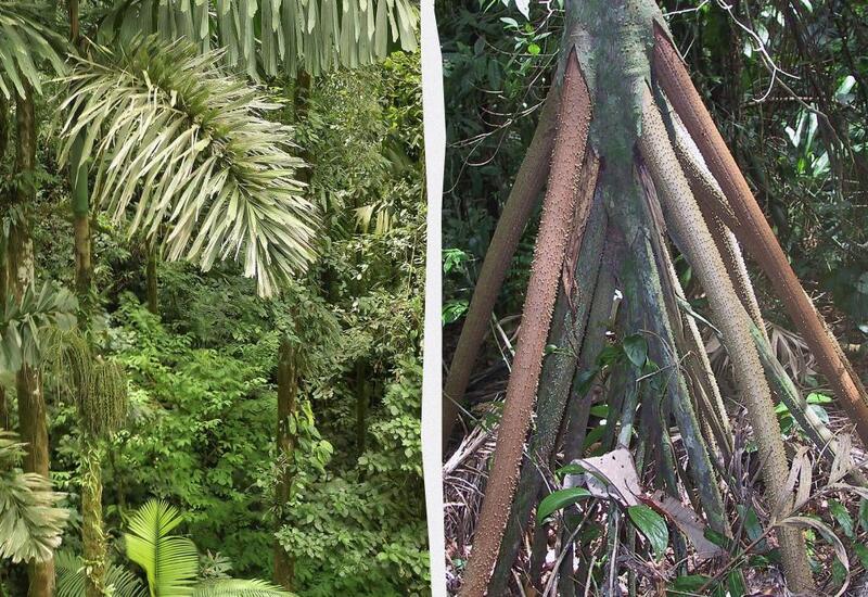В Панаме растет пальма, умеющая "ходить"